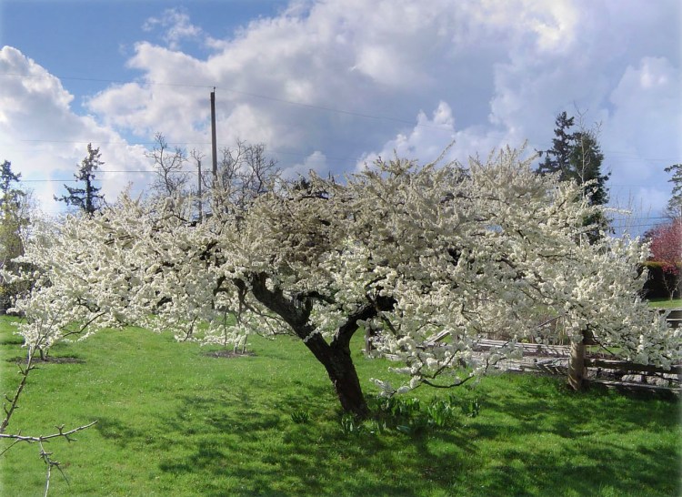 plum panorama 03-06-2 (2)